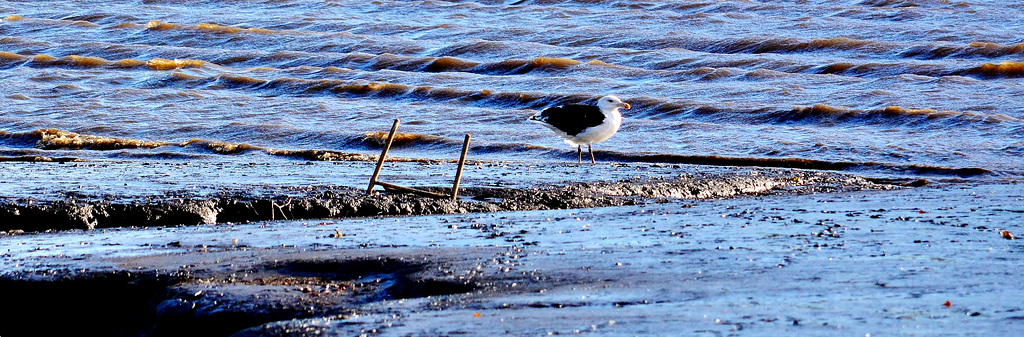 Gull in the mud