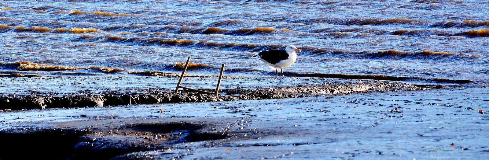 Gull in the mud