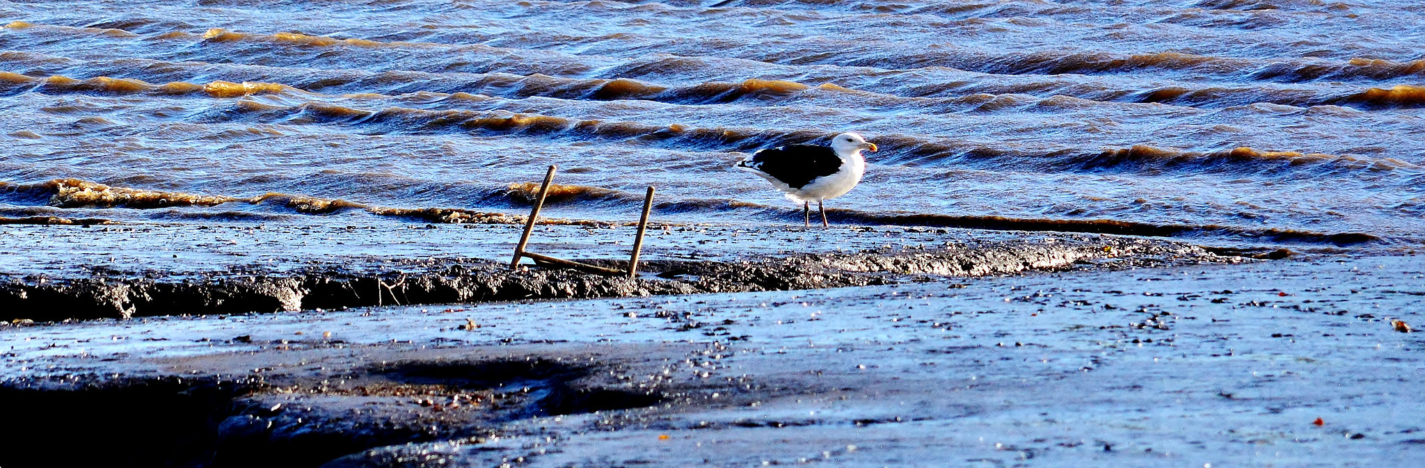 Gull in the mud