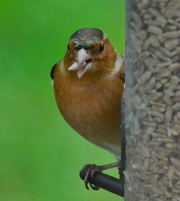 Chaffinch