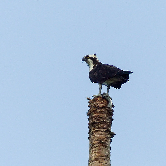 Osprey with a fish, Nariva Swamp afternoon
