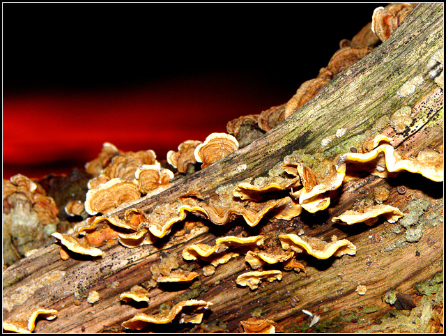 Mushroom  sunset