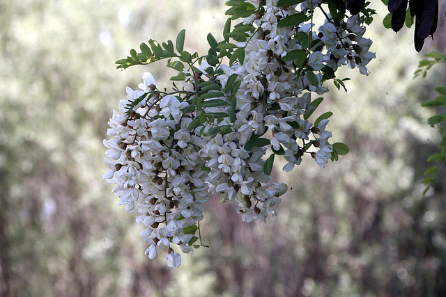 Black Locust