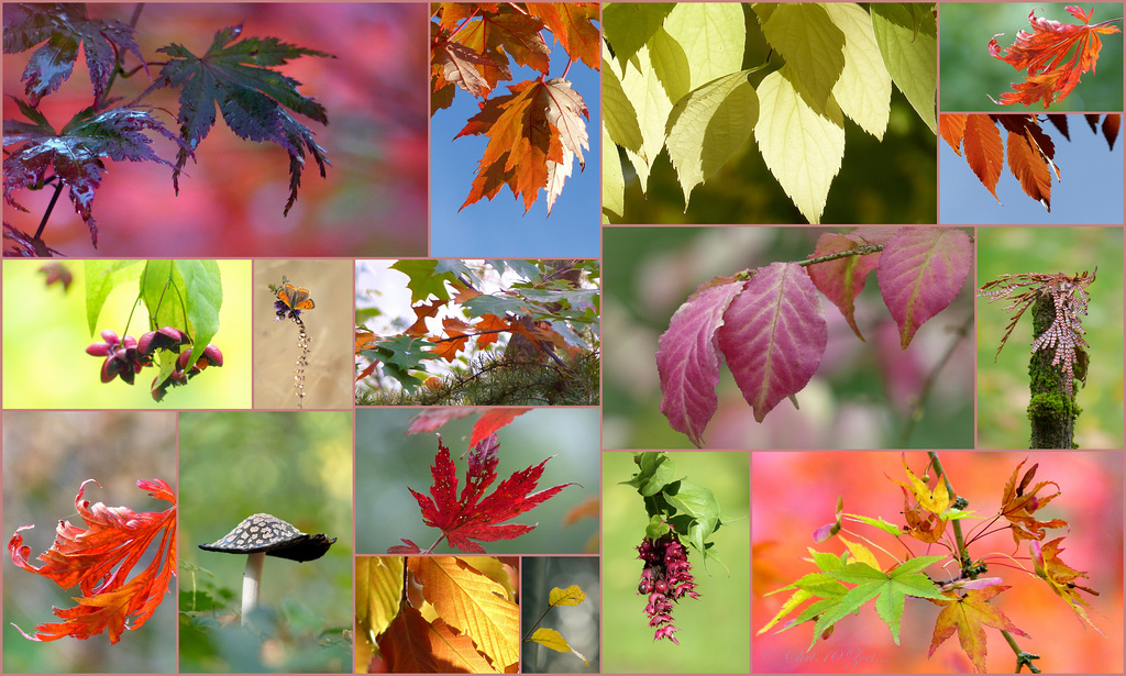 Seventeen of them in One. It's Autumn Everywhere...