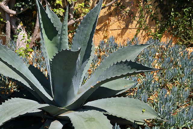 Funchal - Der "Jardim Botânico" (15)