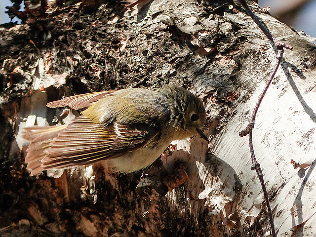 Day 10, is this a Nashville Warbler?  No, it's a Ruby-crowned Kinglet