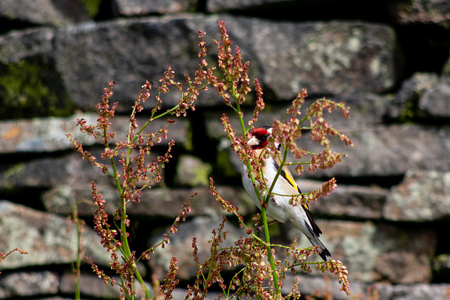 Goldfinch eating seeds