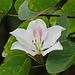 Day 7, Hong Kong orchid tree / Bauhinia (blakeana?), Estero Llano Grande SP, Texas