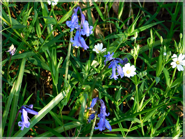 Le printemps est dans les bois...........