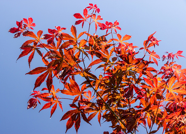 Japanese Maple