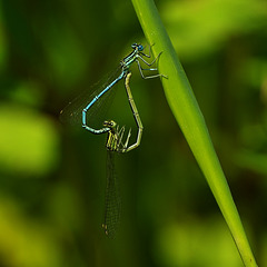 Platycnemis pennipes - bei dem Namen wundert dich gar nix mehr ;-)))