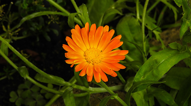 20210822 2443CPw [D~LIP] Garten-Ringelblume (Calendula officinalis), Bad Salzuflen