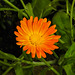 20210822 2443CPw [D~LIP] Garten-Ringelblume (Calendula officinalis), Bad Salzuflen