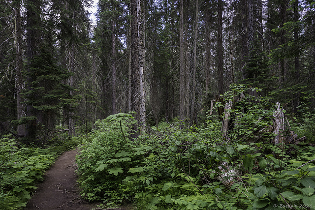 Wanderweg beim Emerald Lake ... P.i.P.  (© Buelipix)