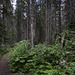 Wanderweg beim Emerald Lake ... P.i.P.  (© Buelipix)