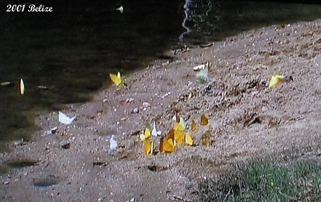 60 Butterflies Gathering For a Puddle Party