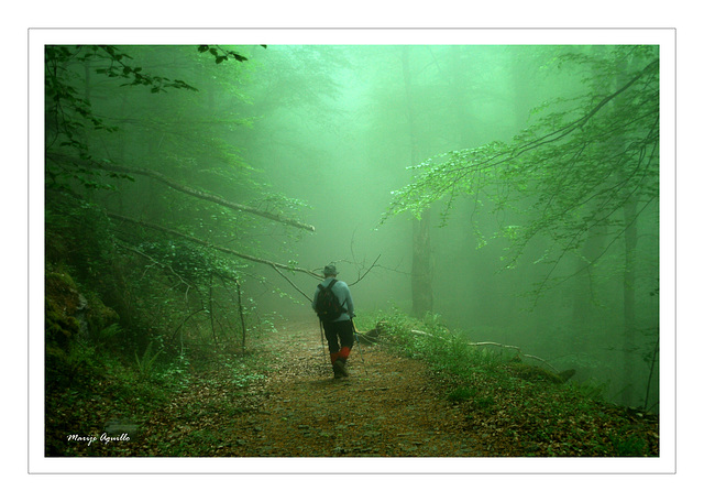 #8 Caminando entre la niebla