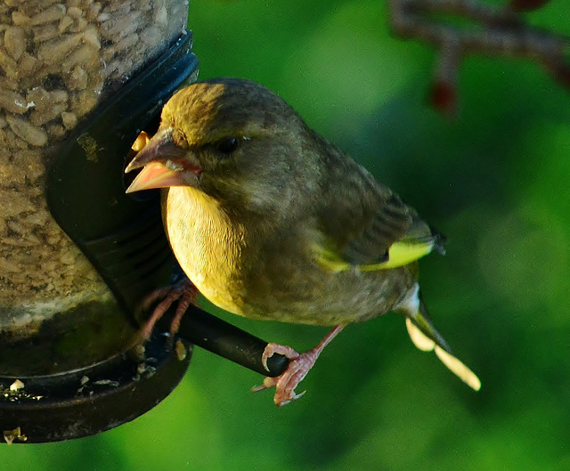 Greenfinch