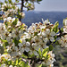 Obstblüte auf Sizilien am 20. März 2016  auf ca. 700 m Höhe