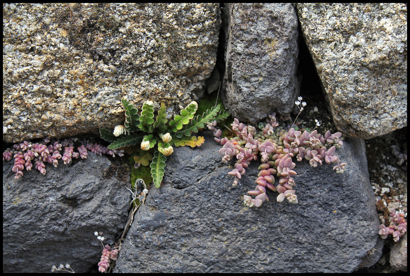 Asplenium ceterach et Sedum dasyphyllum