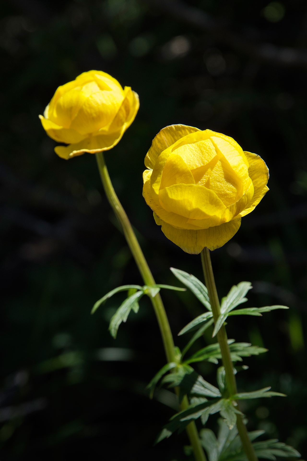 Globeflower