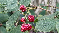 20190902 5700CPw [D~VR] Brombeere, Boddenland, Müggenburg