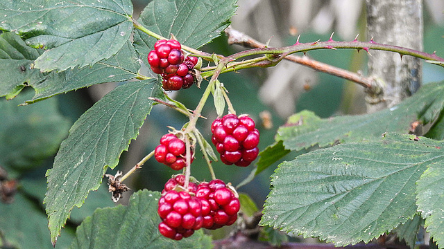 20190902 5700CPw [D~VR] Brombeere, Boddenland, Müggenburg