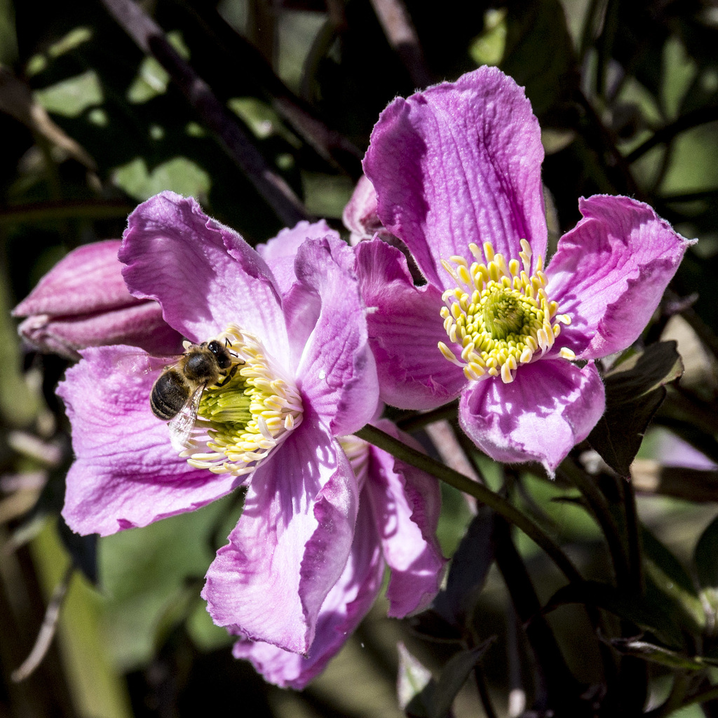 Clematis and bee