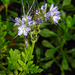 20210822 2444CPw [D~LIP] Rainfarn-Phazelie (Phacelia tanacetifolia)