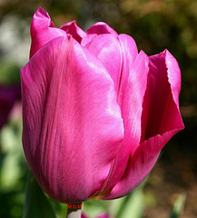 Tulipe****************