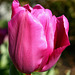 Tulipe****************