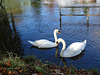 Swans in Shrewsbury