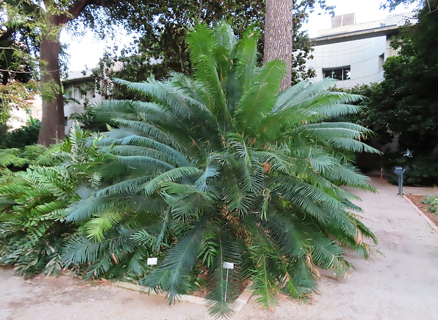 Valencia: Jardín botánico, 51