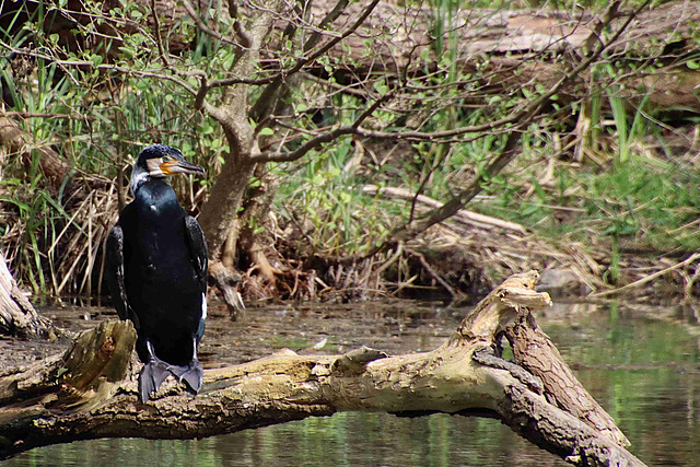 Cormoran