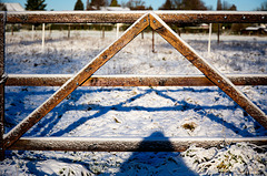 Snowy fence - SFF !