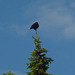 Weathercrow
