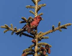 White-winged Crossbill