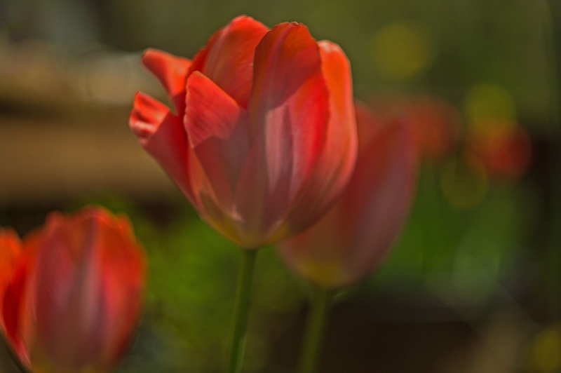 Tulip, Late Afternoon