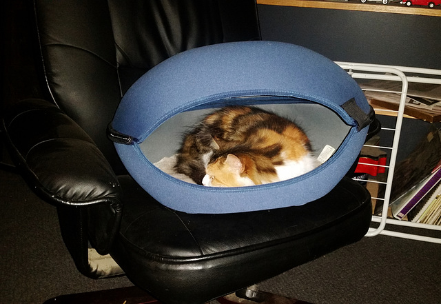 Leeloo in the new kitty pod