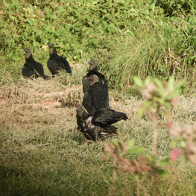 Black Vultures, Nariva Swamp afternoon