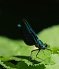 Libelle 5
