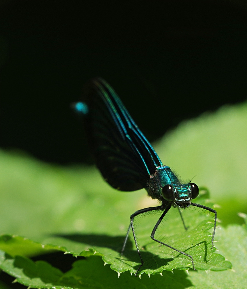 Libelle 5