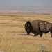 Bison domain