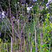 7 ft tall Bull thistle plant