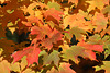 Sugar maple leaves