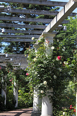 rosier blanc - pergola jardin Lecoq
