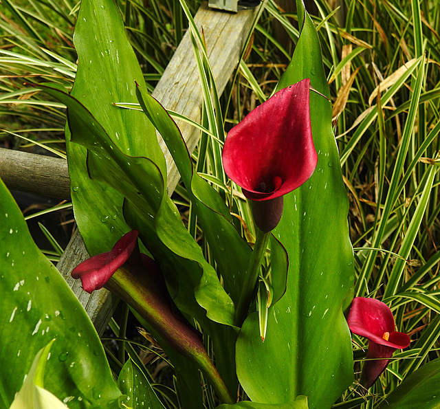 20210822 2445CPw [D~LIP]  Gefleckte Calla (Zantedeschia albomaculata), Bad Salzuflen