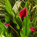 20210822 2445CPw [D~LIP]  Gefleckte Calla (Zantedeschia albomaculata), Bad Salzuflen