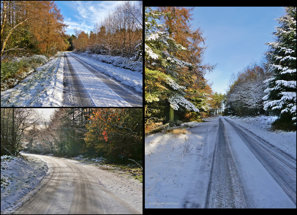 Wykeham Forest roads in Winter (3 x Pips)