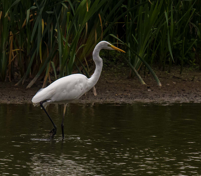 Great white egret